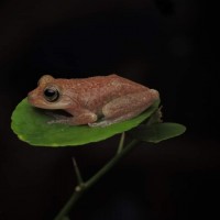 Pseudophilautus auratus Manamendra-Arachchi & Pethiyagoda, 2005